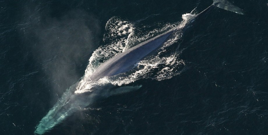 кити, китобійний промисел, вимерлі кити