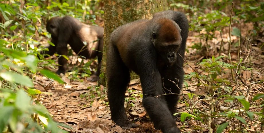 горили, горили харчування, горили трюфелі