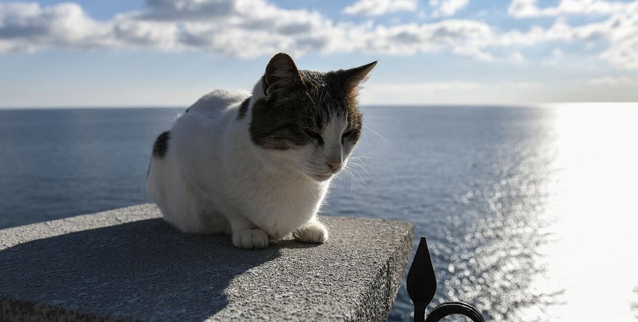 ластівчине гніздо, кішка муся