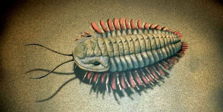 трилобіти, скам’янілість, дослідження, туф, порода, новий вид, Таїланд, історія, континент, суперконтинент, датування, планета, минуле, вчені, еволюція, кембрійський період, географія