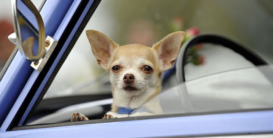 де найбезпечніше місце в автомобілі