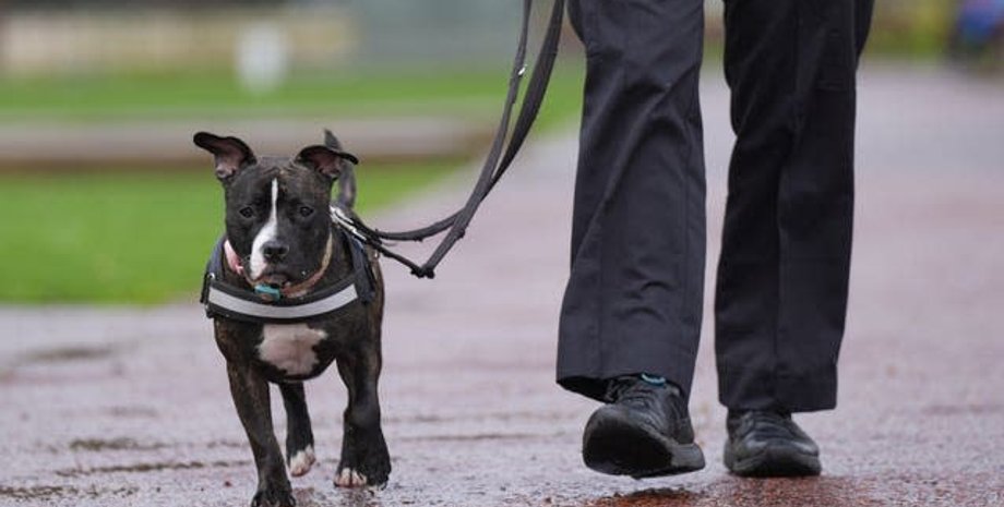 Собаку посадили не на той рейс, що господаря, помилка в аеропорту, посадка на рейс, подорожі, туризм, авіація, США, тварини, курйози