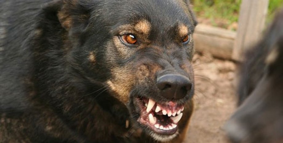 Фото: infodog.ru