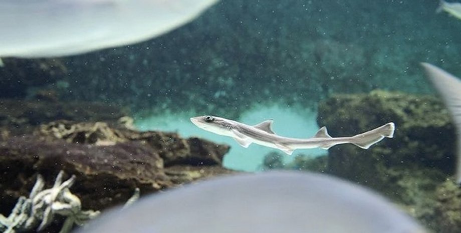 детеныш акулы