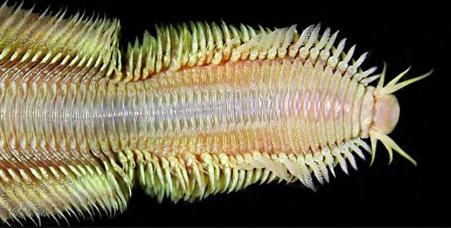 морський черв'як, новий вид морський черв'як