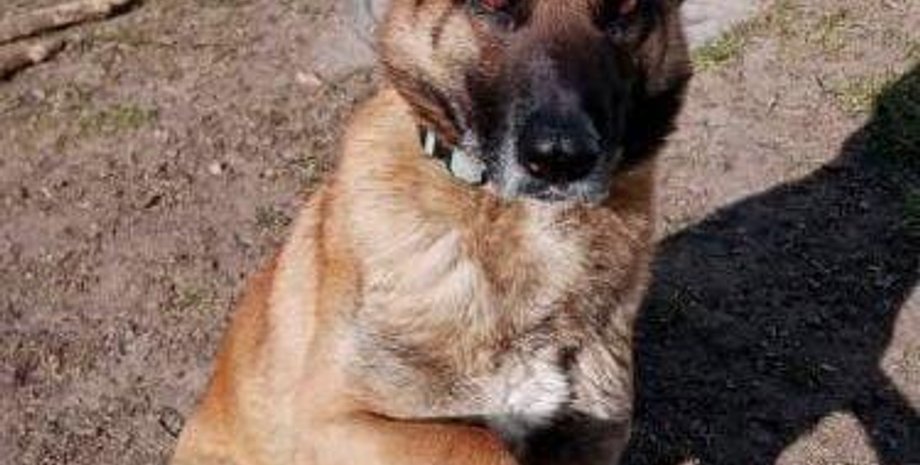 овчарка, бельгийская овчарка, собака