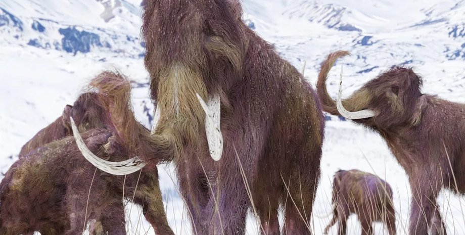 эволюция мамонта в сибири