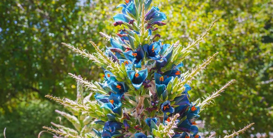 рослина, сапфірова вежа