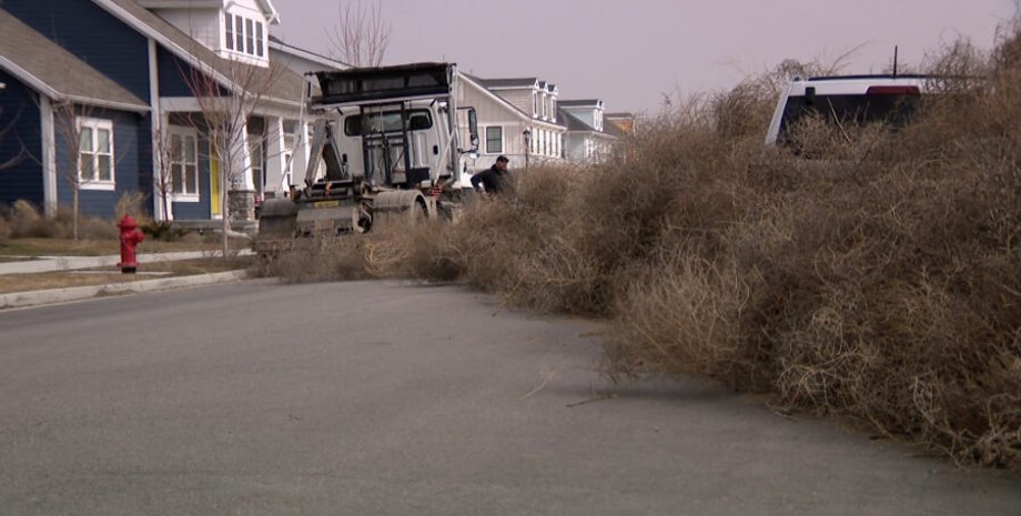 Перекати-поле, сорняк, растение, сильный шторм, захватило город, дороги заблокированы, коммунальные службы, окутал снегопад