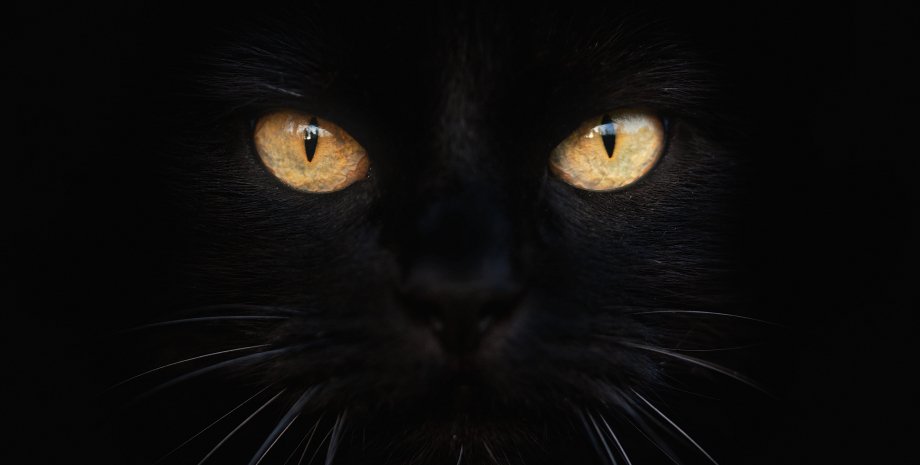 чорна кішка,