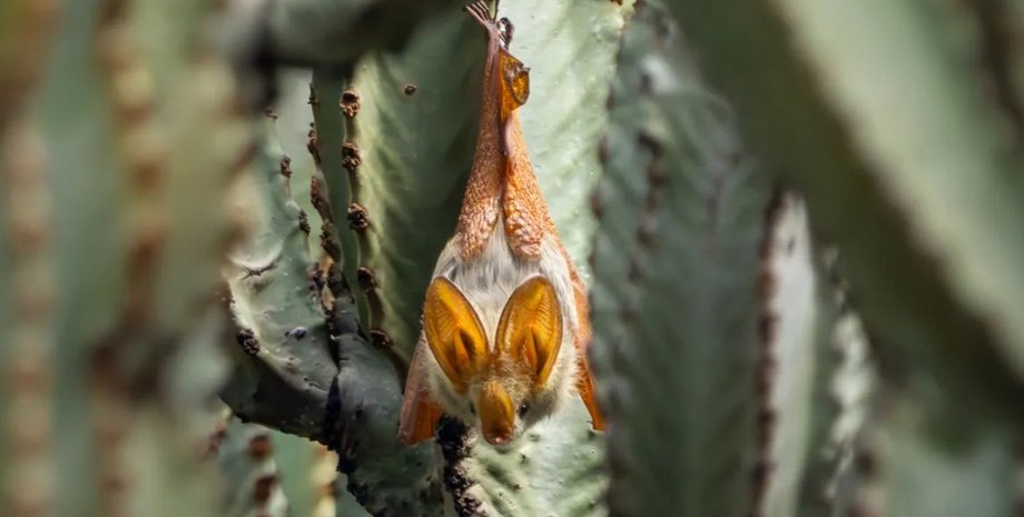 летучая мышь, желтокрылая летучая мышь