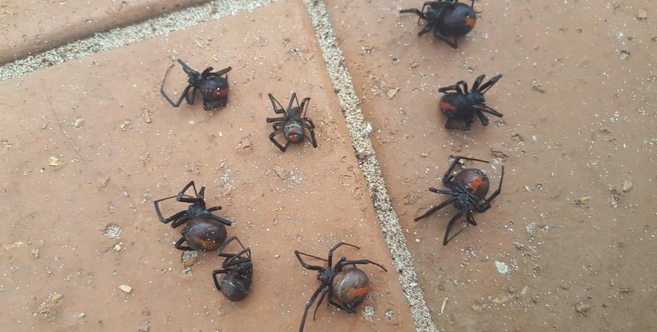 Фото: reddit.com