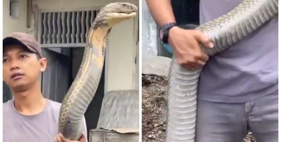Мужчина укротил гигантскую королевскую кобру: ее размеры перепугали сеть
