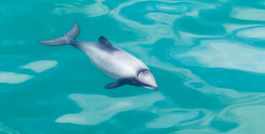 маленький дельфин гектора
