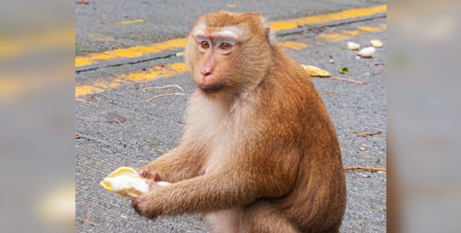 Несподіваний учасник руху: мавпа на швидкісній автостраді влаштувала ДТП