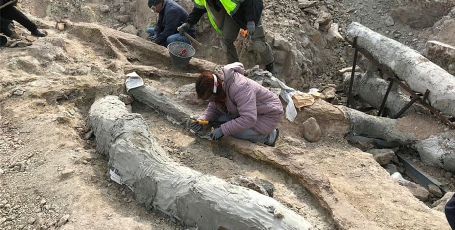 окаменелое дерево, лесбос