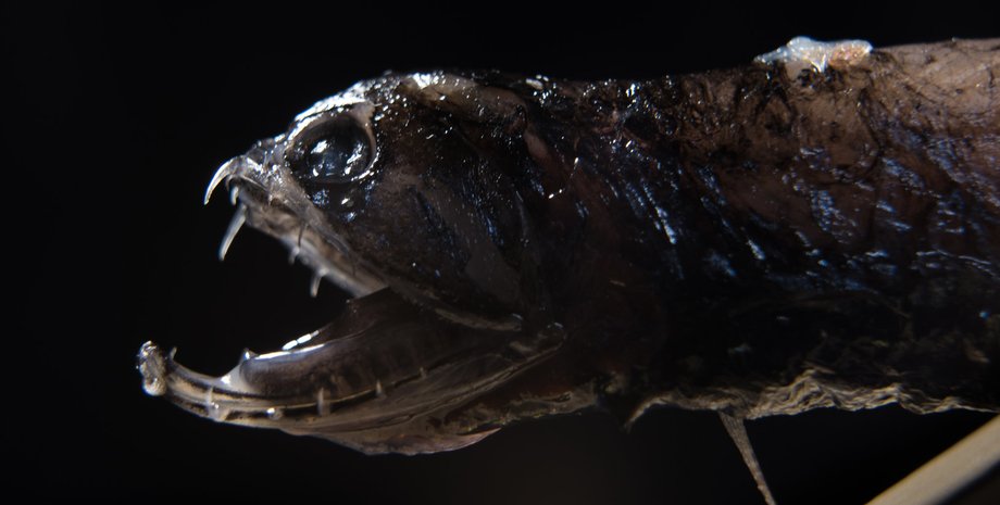 Рыба-дракон, новый вид, новый вид рыбы, название для нового вида, острые зубы, светящееся кожа, морское существо,