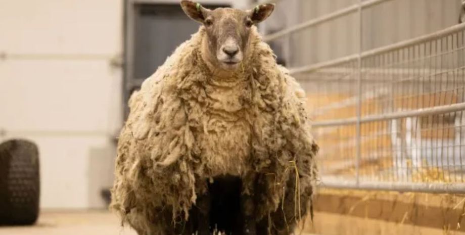 "Самая одинокая овца" Британии, животные, курьезы, овца два года провела на скале, как это повлияло на нее, ферма