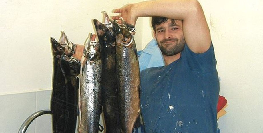 запасы лосося, река Тейфи , Западном Уэльсе