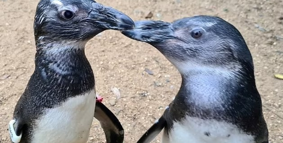 пингвины, дружба пингвинов