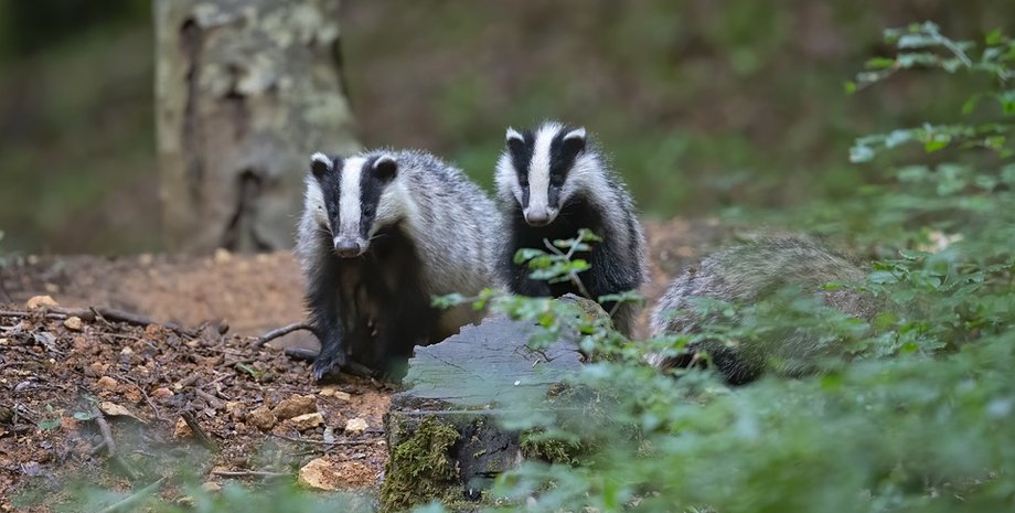 Барсуки, животные, полосатая угроза, млекопитающие, барсуки захватили город, барсуки разрушают дороги