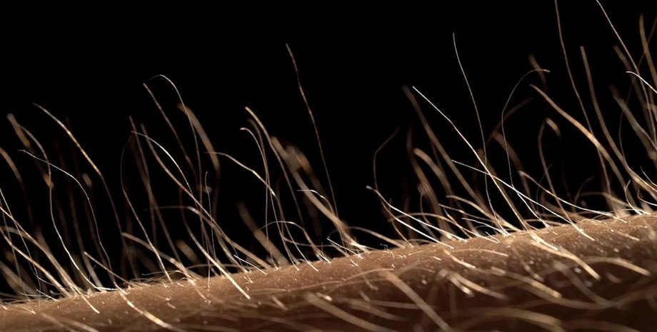 волосся, волосся на тілі, людське волосся