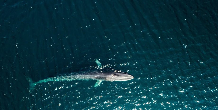 кит, киты, китобои, охота на китов