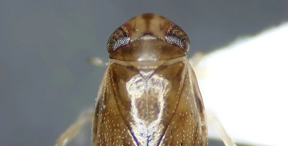 Водный лодочник является самым громким животным в мире относительно размеров тела лодочник, водный лодочник, самое громкое животное