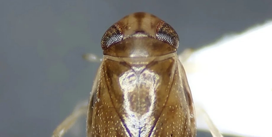 лодочник, водный лодочник, самое громкое животное