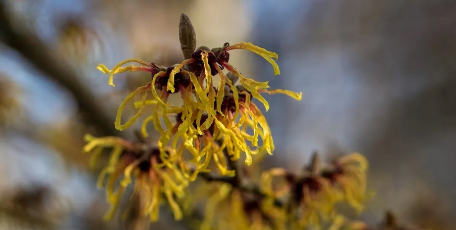 гамамелис, китайский гамамелис