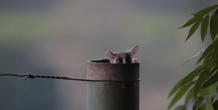 галаго, примати, смішні відео,