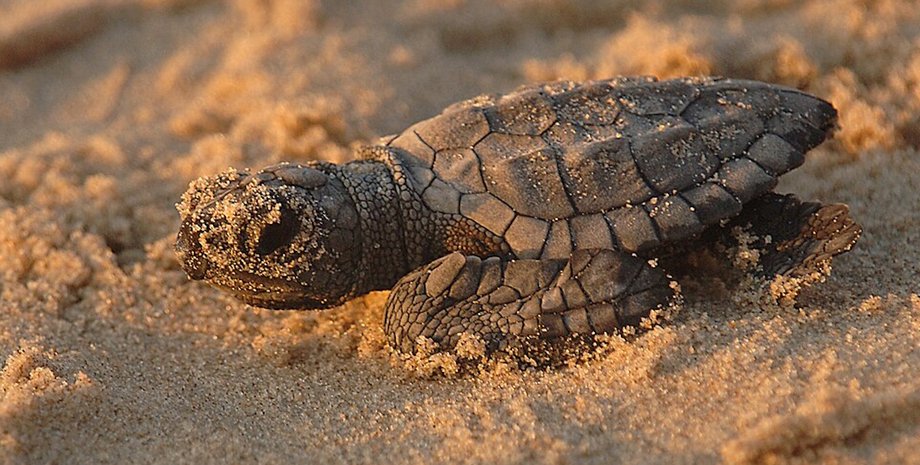 морская черепаха кемпа