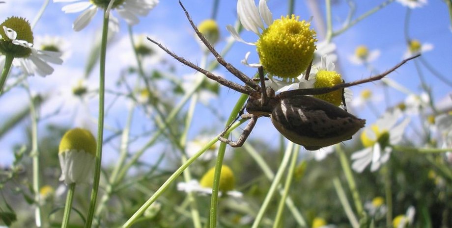 Фото: loshadi.rolevaya.ru