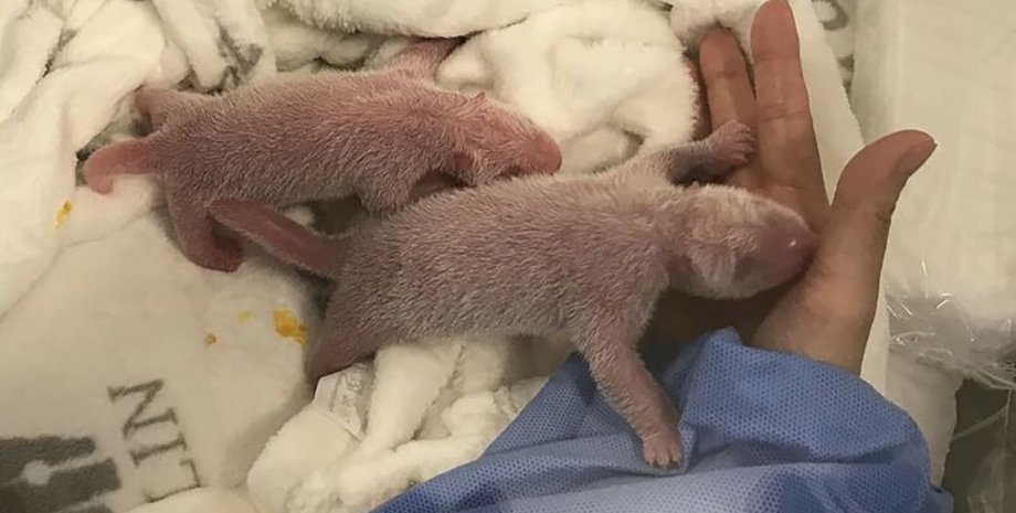 Фото: Zoo Berlin