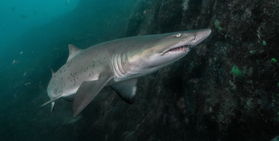 Акула, морской хищник, живая акула, суп из акульих плавников, купил акулу, выпустил в океан, животные, спас животное,