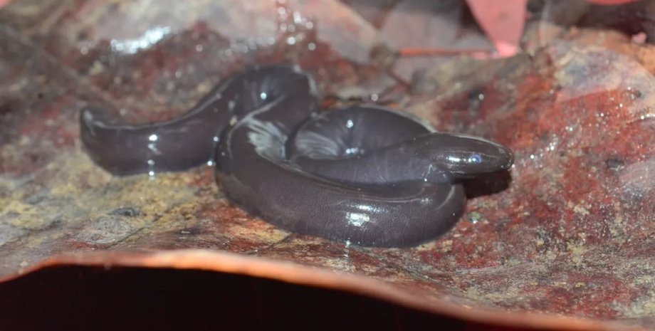 хвилястий черв'яг, цециліани