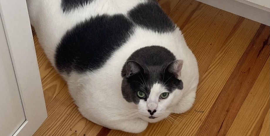 Кот Патч, самый толстый кот, похудение