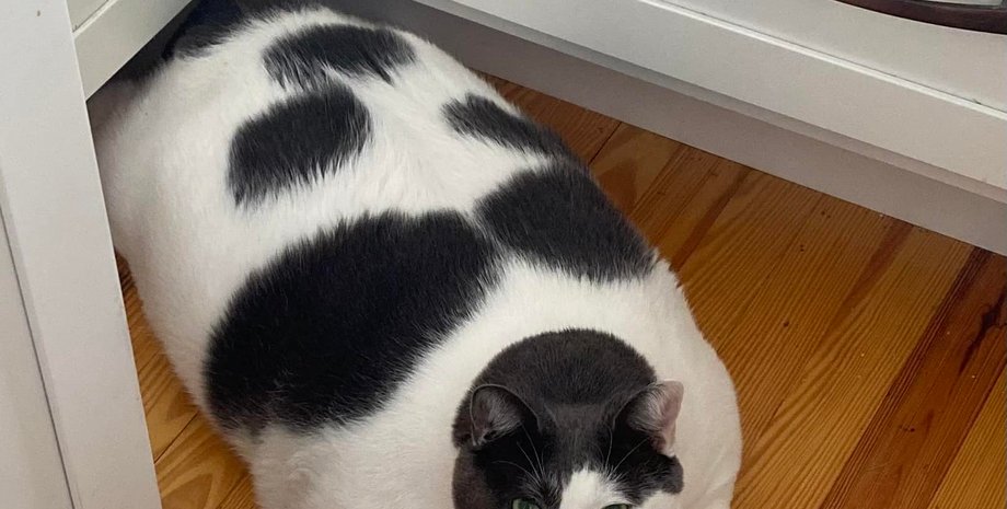 Кот Патч, самый толстый кот, похудение