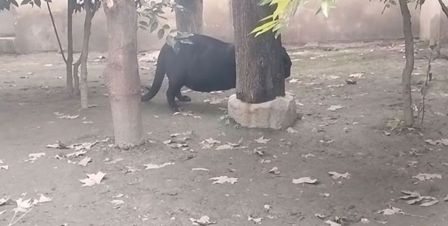 Пантера налякала відвідувачів зоопарку своїми феноменальними габаритами, чи правда, що вона проковтнула людину