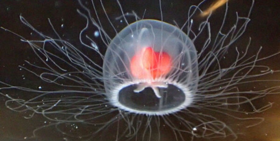 бессмертные меузы