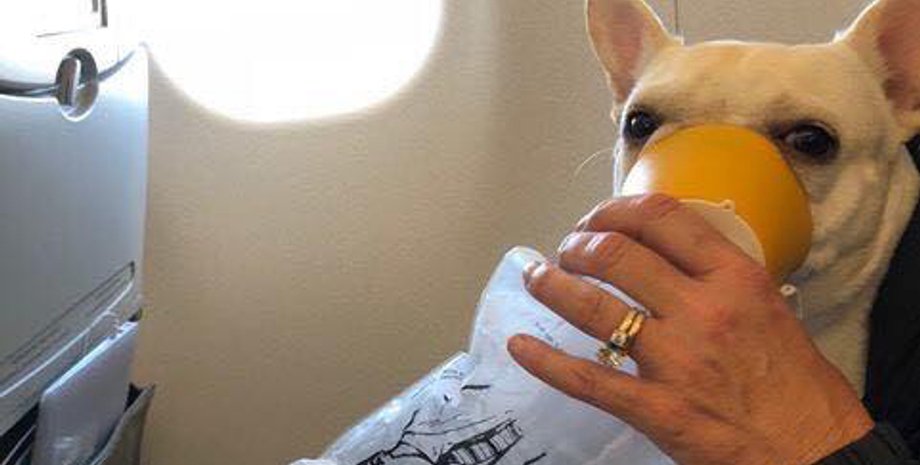 Фото The Everyday Jumseater