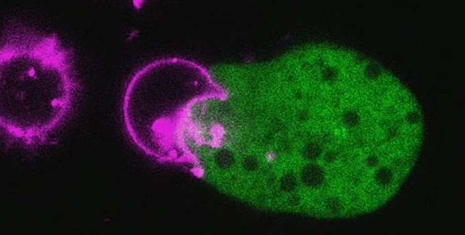 паразит, амеба