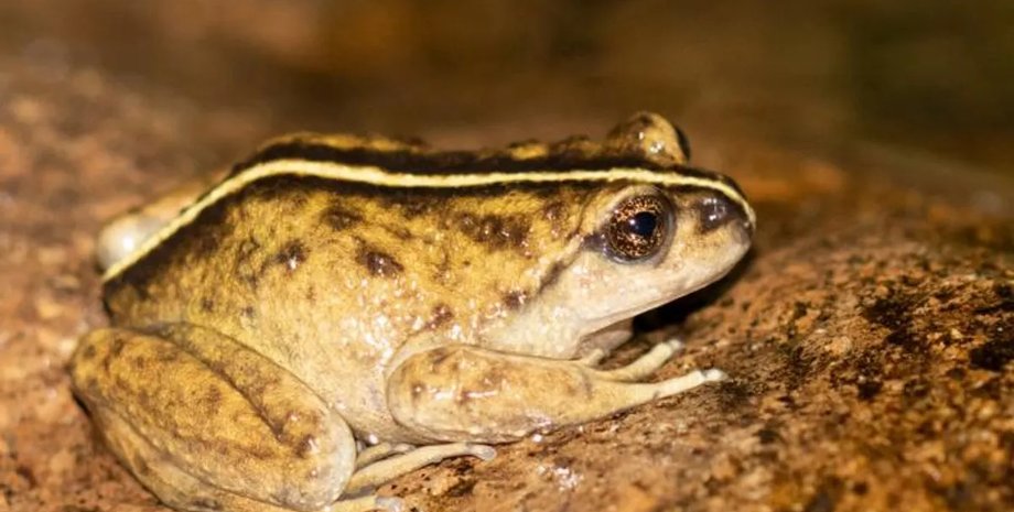 лягушка, лягушка новый вид