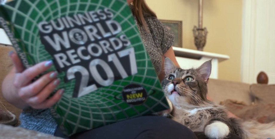 Кошка Людо / Фото: YouTube