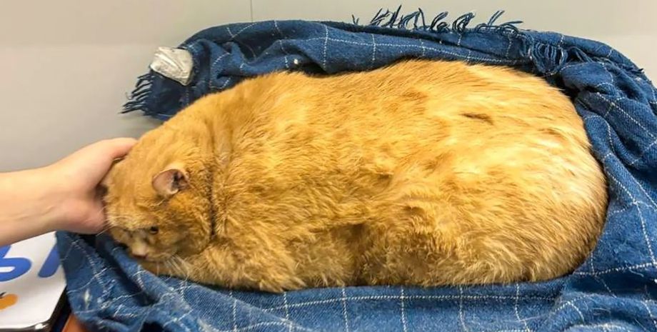 Самый толстый в мире бездомный кот Крошик живет в России, животное посадили на диету, курьезы, домашние любимцы