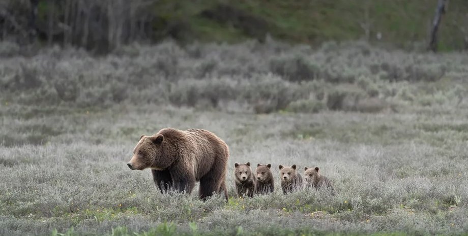 гризли, самка гризли, гризли самка с детенышами