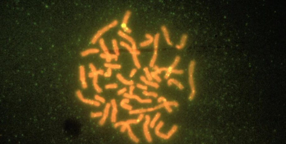 метелик кількість хромосом