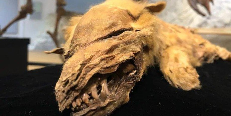 мумия, волчица, Канада