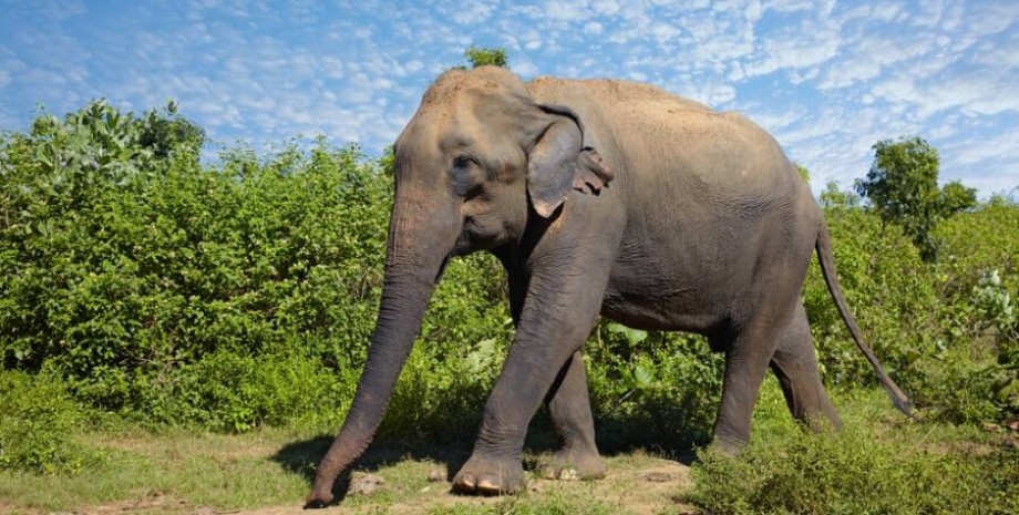 М'янма, слон, самець, самка, діти, соціальна, поведінка