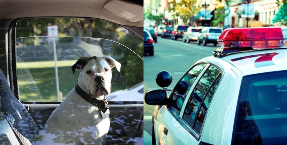 Поліція, собака, порушення, нетверезий водій,